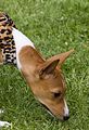 Dogobundi Basenji Th. Ernst (50)